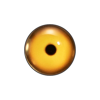 Custom Blended Eye - Shoveler Male