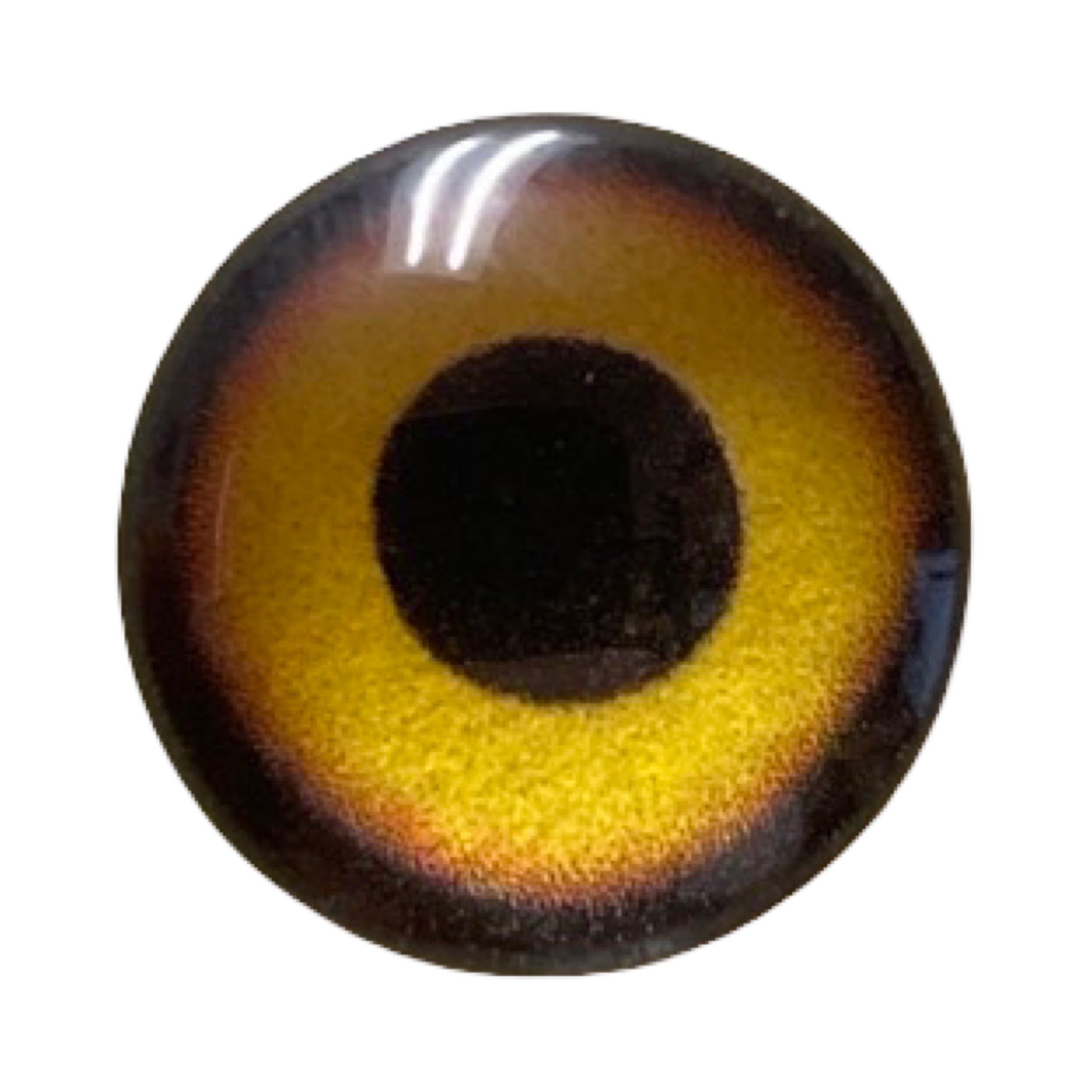 Custom Blended Eye - Saw-whet Owl