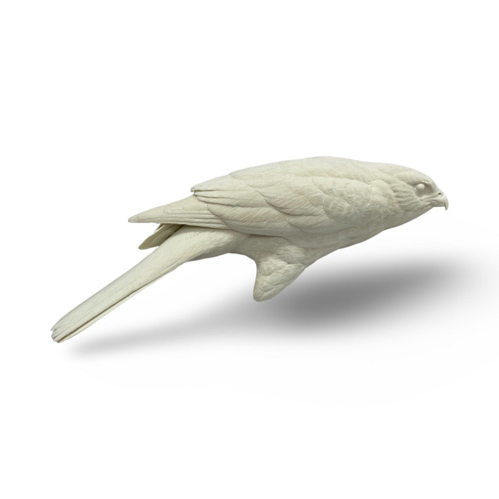 Hawk, Sharp Shinned - Study Cast