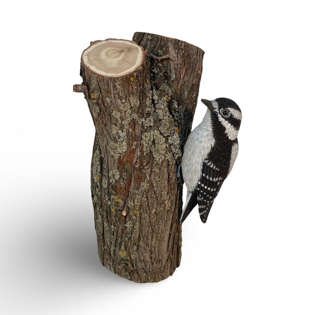 Carve, Texture and Paint a Life-size Downy Woodpecker on a tree trunk with Cam Merkle