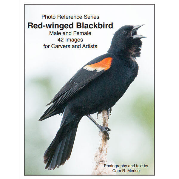 Blackbird, Red-winged - Photo Reference