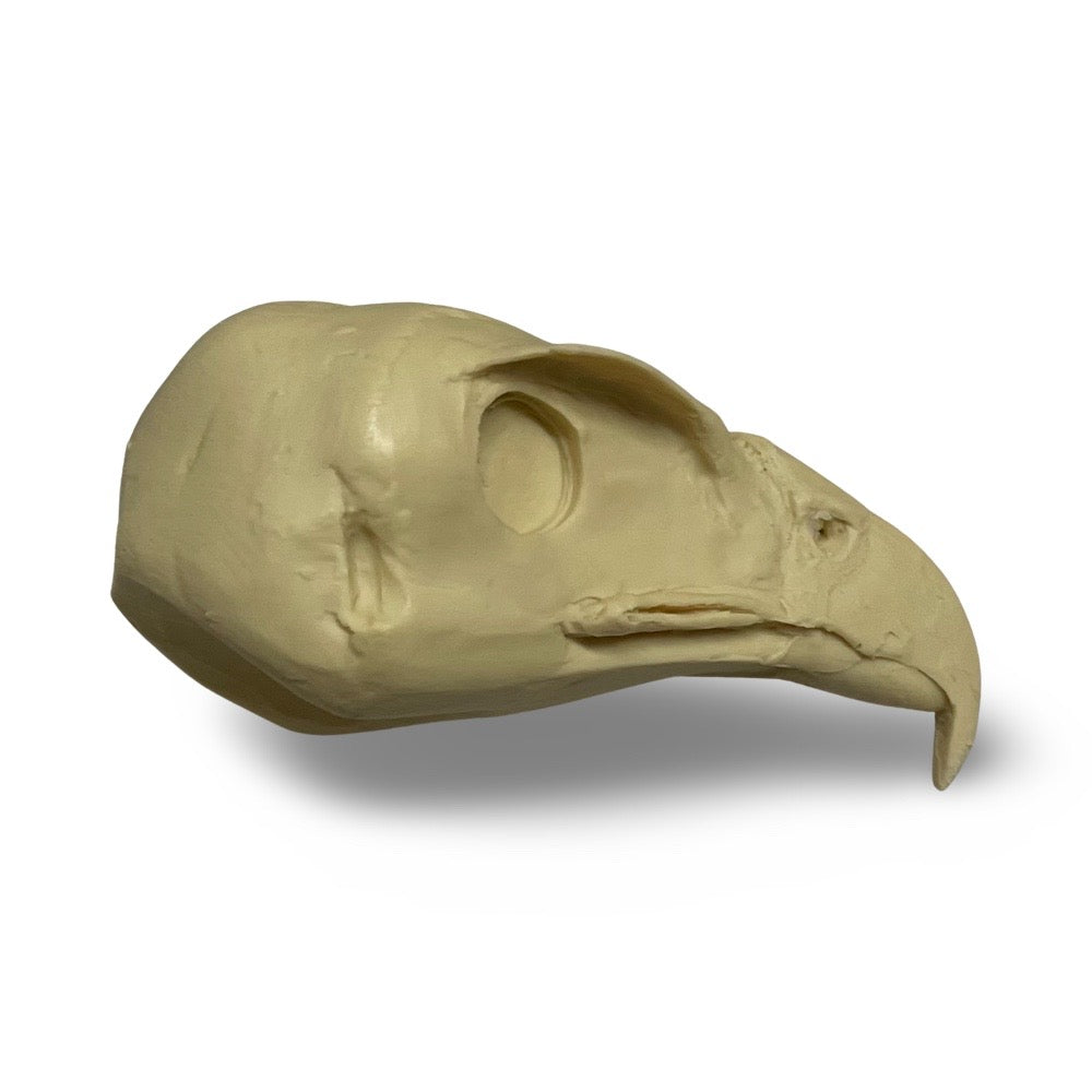 Hawk, Harris - Study Bill