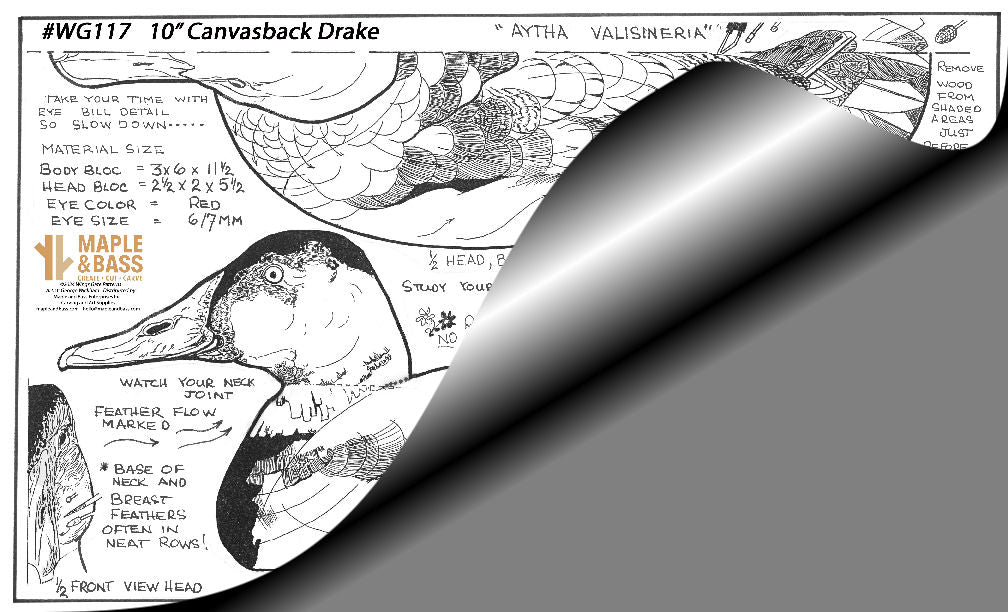 Canvasback Drake 10" Wings Gate Pattern 8.5x14 #WG117