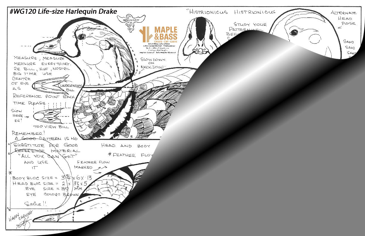 Harlequin Drake Life Size Wings Gate Pattern 11x17 #WG120