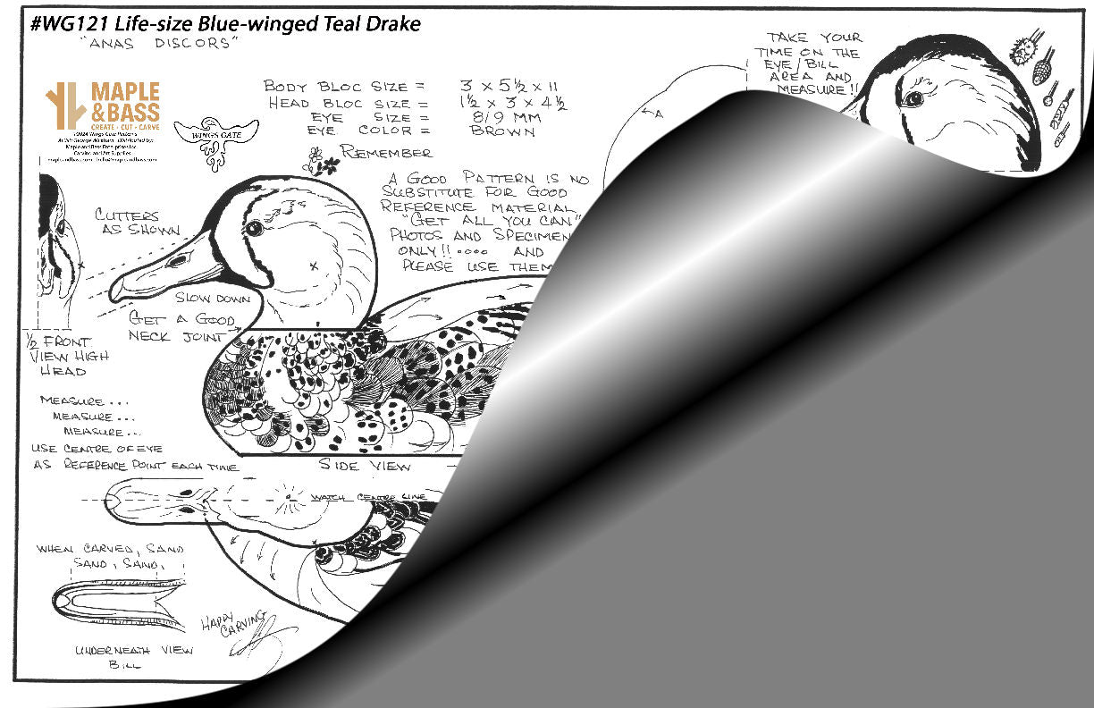 Blue-winged Teal Drake Life Size Wings Gate Pattern 11x17 #WG121