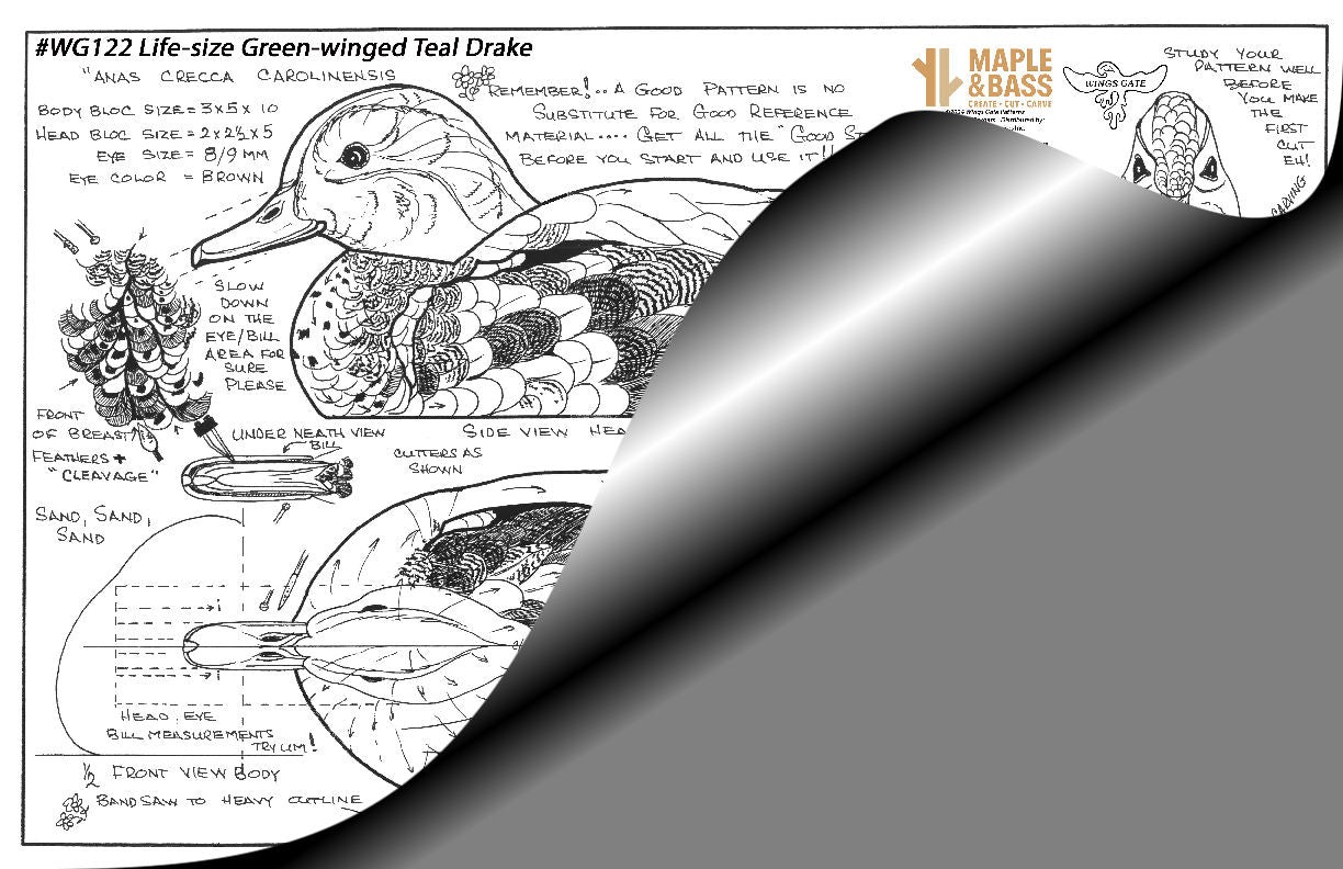 Green-winged Teal Drake Life Size Wings Gate Pattern 11x17 #WG122