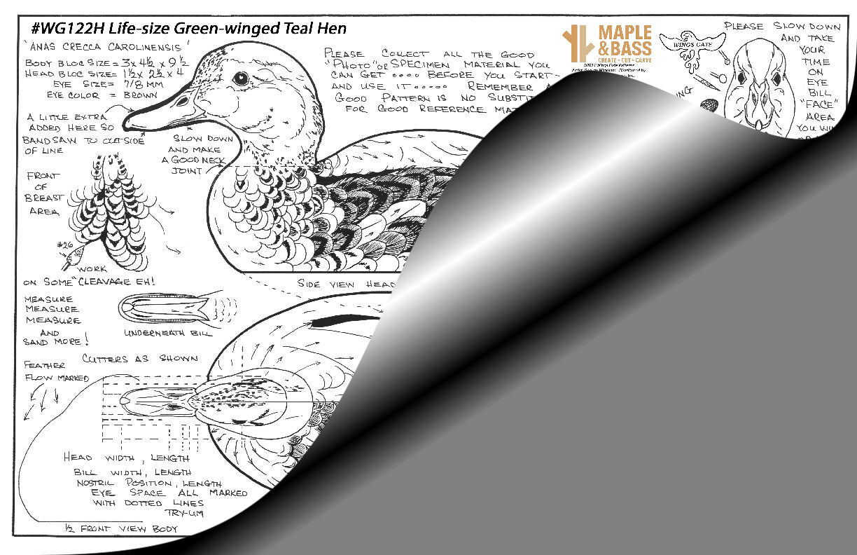 Green-winged Teal Hen Life Size Wings Gate Pattern 11x17 #WG122H