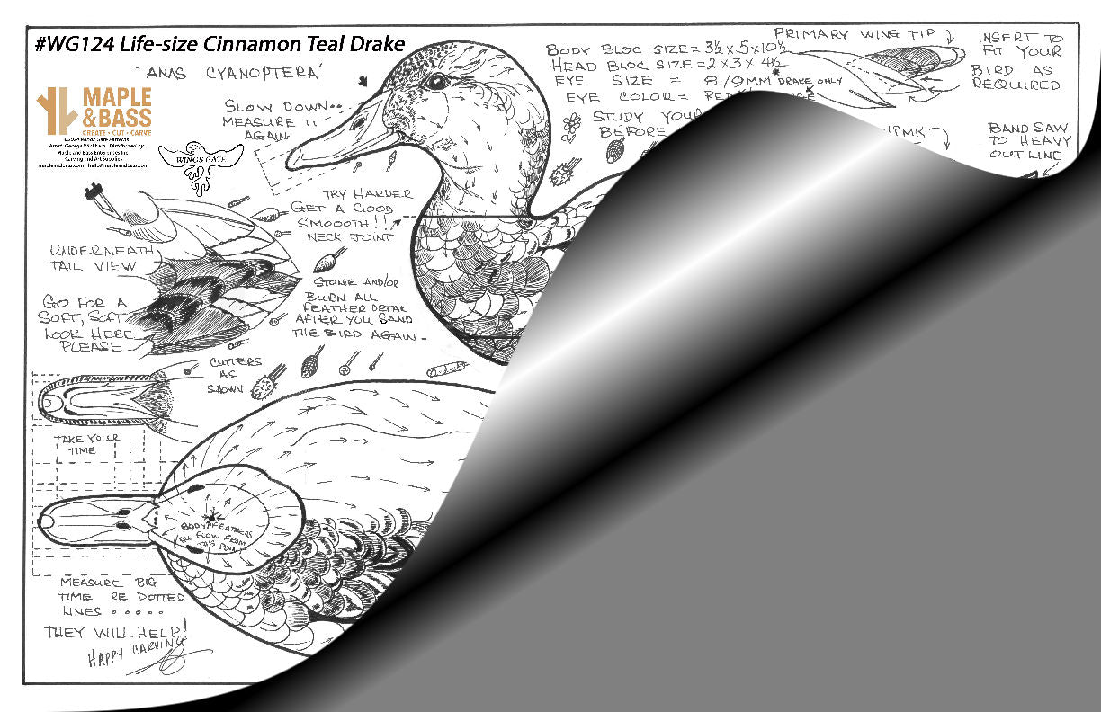 Cinnamon Teal Drake Life Size Wings Gate Pattern 11x17 #WG124