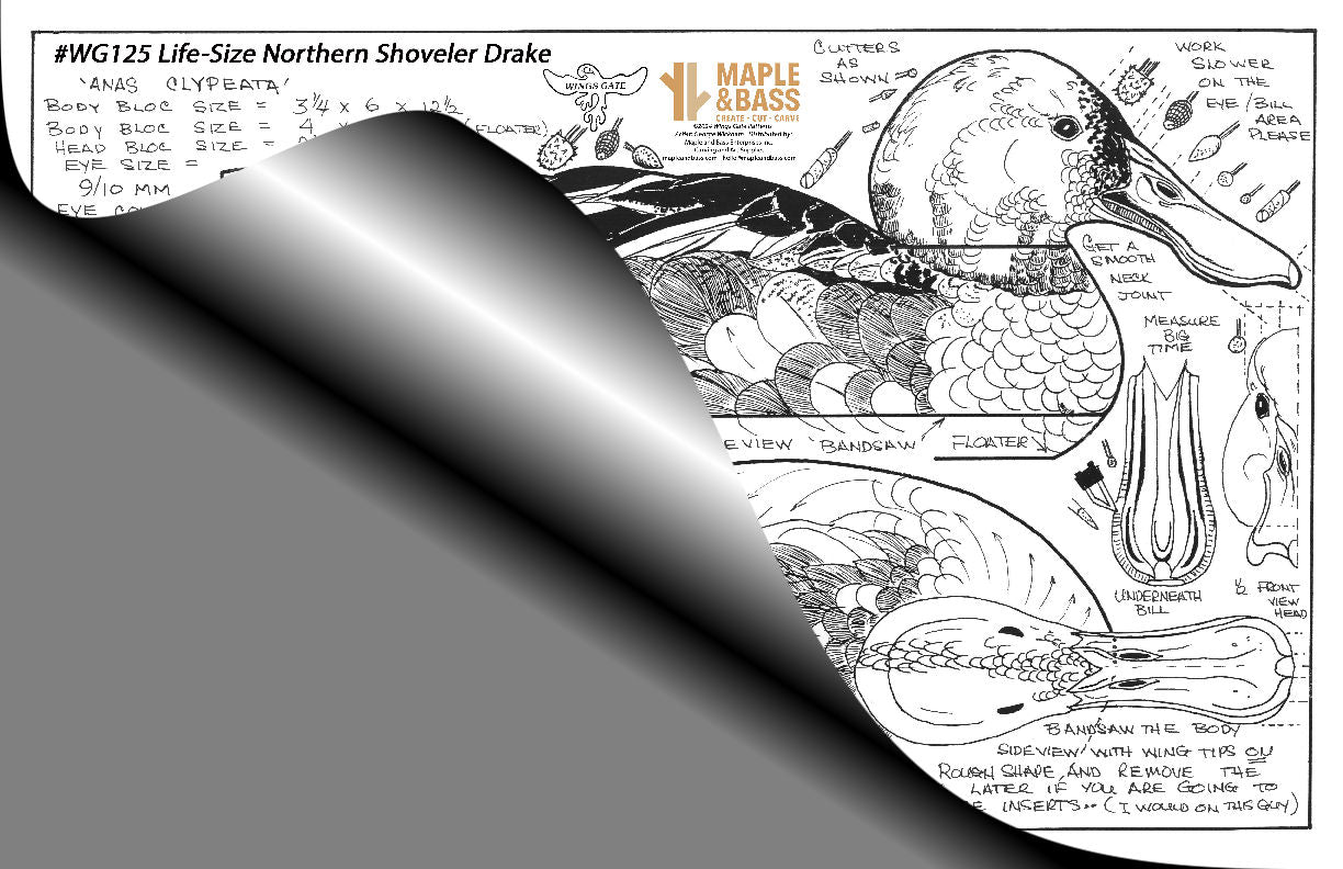Northern Shoveler Drake Life Size Wings Gate Pattern 11x17 #WG125