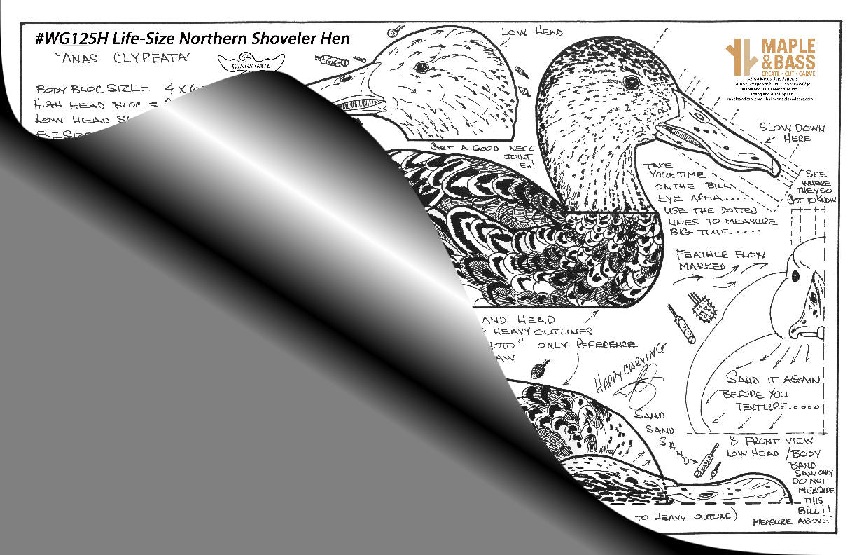 Northern Shoveler Hen Life Size Wings Gate Pattern 11x17 #WG125H