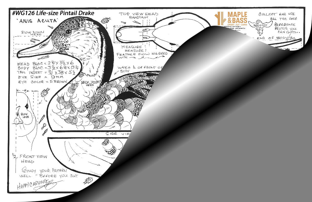 Northern Pintail Drake Life Size Wings Gate Pattern 11x17 #WG126