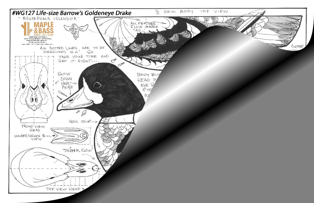 Barrow's Goldeneye Drake Life Size Wings Gate Pattern 11x17 #WG127