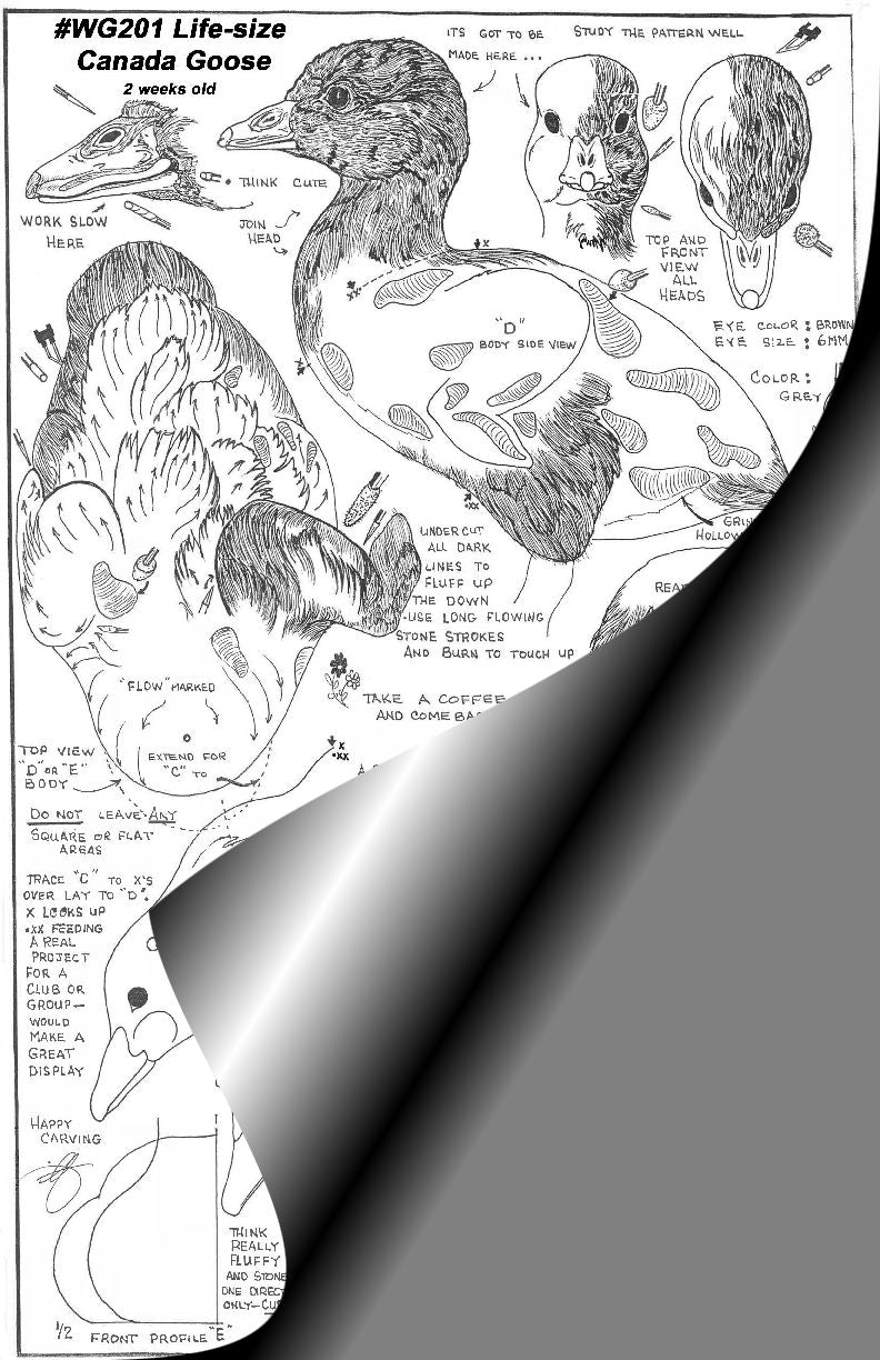 Canada Goose Chick 2 Weeks old Life Size Wings Gate Pattern #WG201