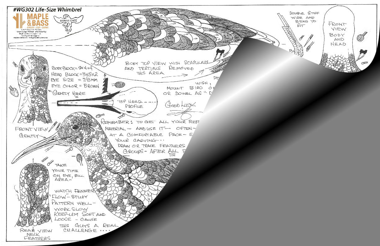 Whimbrel Standing, Life Size Wings Gate Pattern #WG302