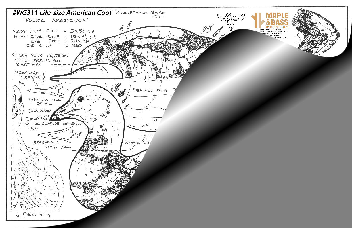 Coot, American Life-size Swimming (decorative decoy) Wings Gate Pattern 11x17 #WG311