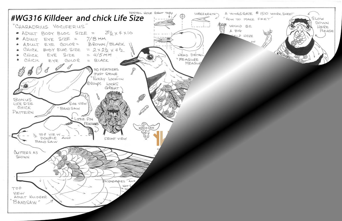 Killdeer and Chick, Life Size Wings Gate Pattern #WG316