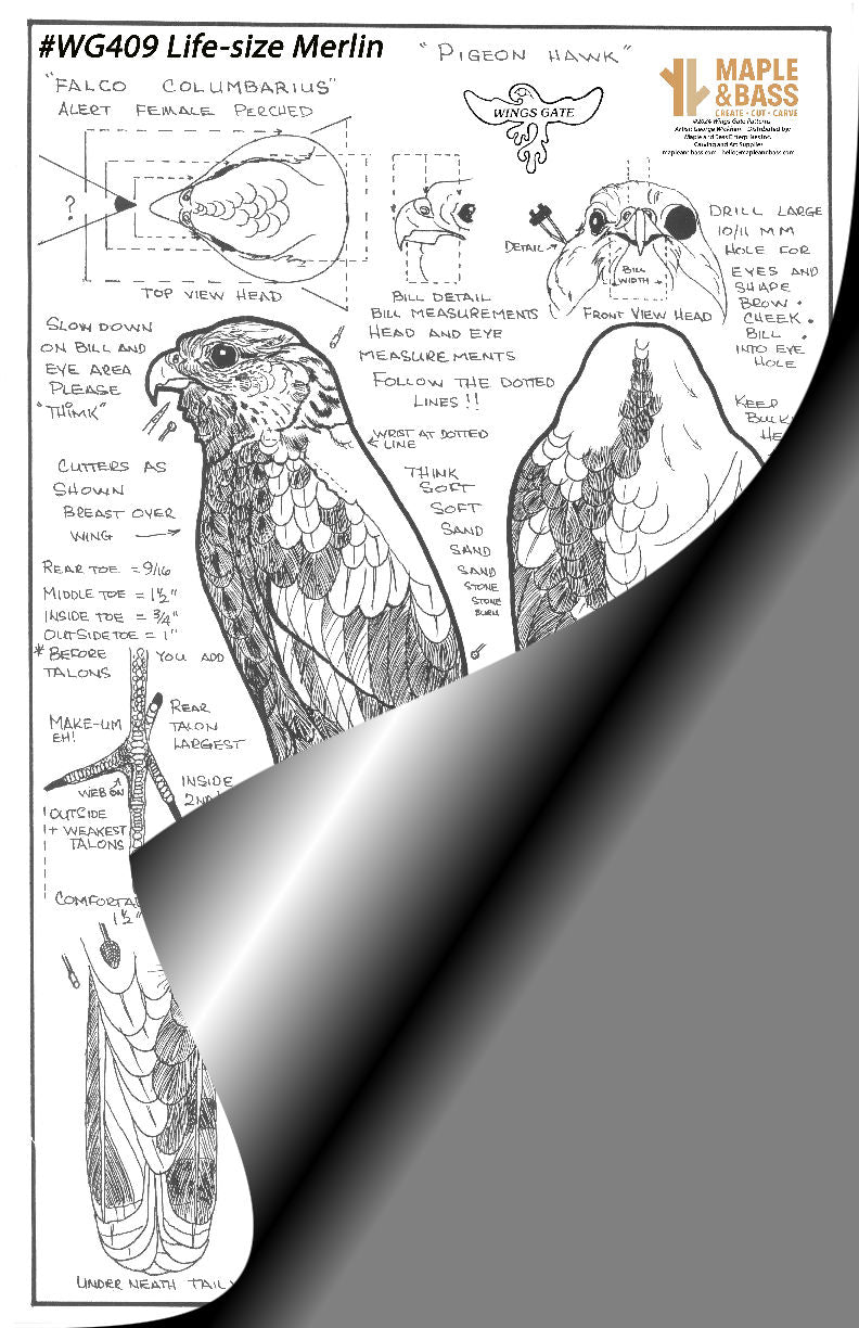 Merlin Female- Perched, Wings Gate Pattern #WG409
