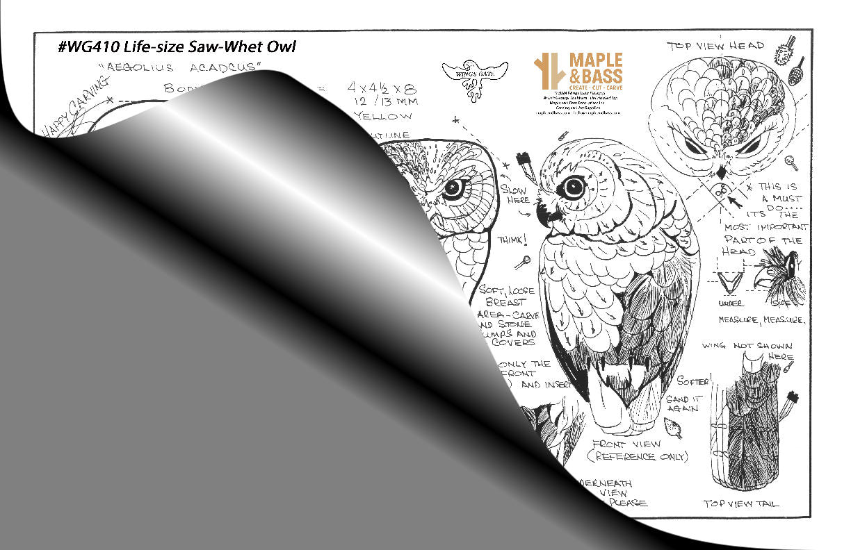 Owl, Saw-Whet Life-size, Perched Wings Gate Pattern 11x17 #WG410