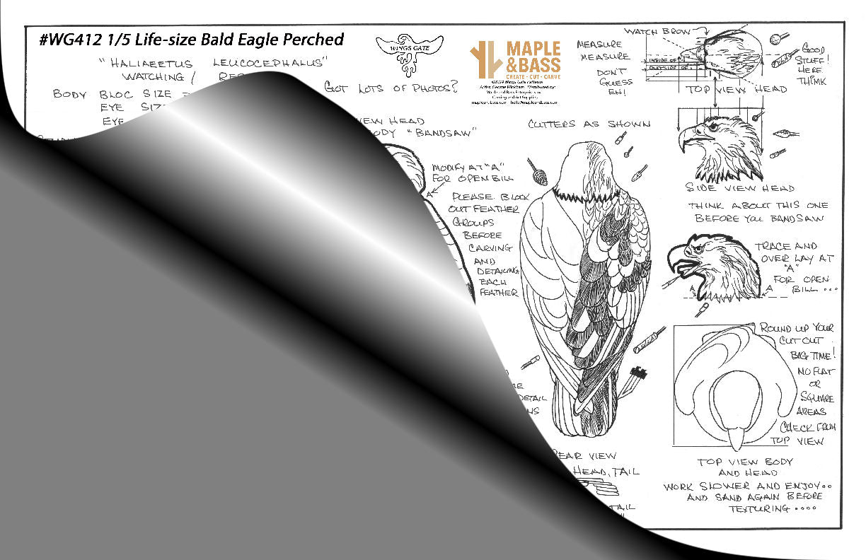 Eagle, Bald Perched Relaxed 1/5 Life Size Wings Gate Pattern 11x17 #WG412