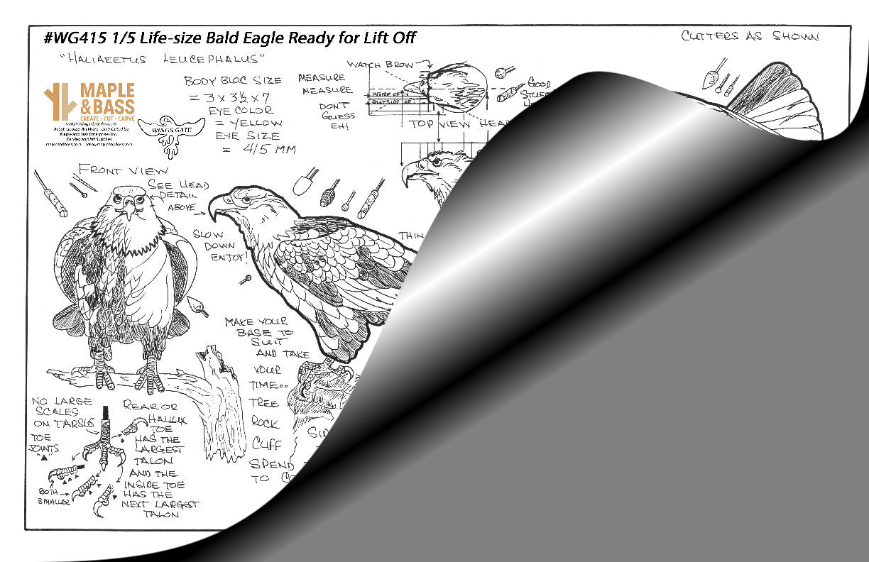 Eagle, Bald Perched Ready for Lift Off 1/5 Life Size Wings Gate Pattern 11x17 #WG415