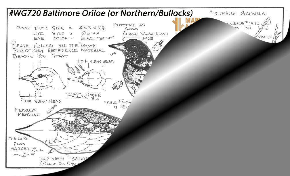 Oriole, Baltimore, Northern or Bullocks Life Size Wings Gate Pattern or Blank #WG720