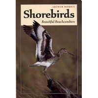 Shorebirds: Beautiful Beachcombers