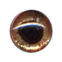 Fish Eye, 24K Gold-Backed, Small  Mouth Bass 12mm