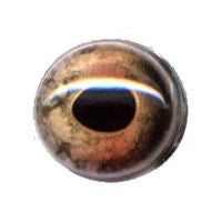 Fish Eye, Natural, Muskie/Pike 18mm