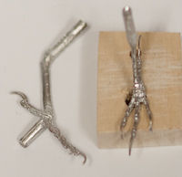 Wren, Carolina - Feet