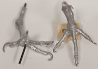 Falcon, Peregrine - Feet