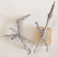 Woodpecker, Pileated - Feet