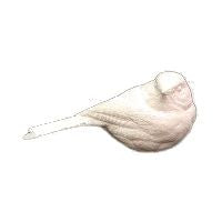 Chickadee, Black-Cap, Life Size - Study Cast