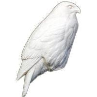 Hawk, Red-tail, 1/4 Life Size - Study Cast