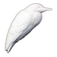 Heron, Black-Crowned Night, 1/3 Life Size - Study Cast