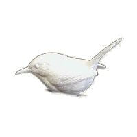 Wren, Carolina, Life Size - Study Cast