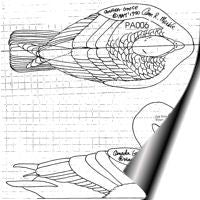 Goose, Canada - Resting, 1/2 Life Size Pattern