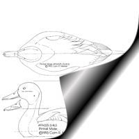 Duck, Pintail - Male, 3/4 Life Size Pattern