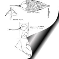 Avocet, American - 2/3 Life Size Pattern