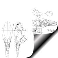 Kestrel - Male Perched, 1/2 Life Size Pattern