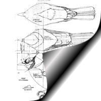 Bluejay, Perched, Life Size Pattern