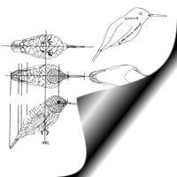 Hummingbird, Ruby Throated - Perched, Life Size Pattern