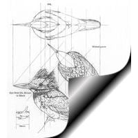 Kingfisher, Belted - 1/2 Life Size Pattern