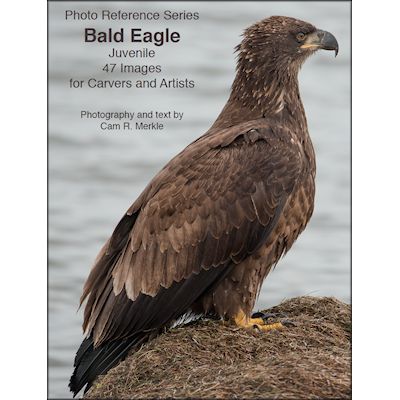 Eagle, Bald, Juvenile - Photo Reference