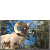 Sheep, Bighorn - Photo Reference