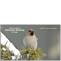 Waxwing, Bohemian - Photo Reference