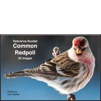 Redpoll, Common - Photo Reference