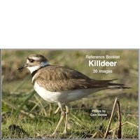 Killdeer - Photo Reference