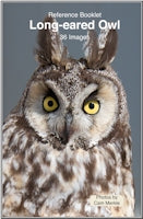 Owl, Long Eared - Photo Reference
