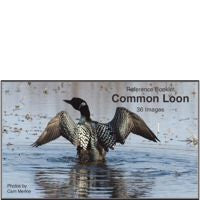 Loon, Common - Photo Reference