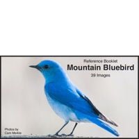 Bluebird, Mountain - Photo Reference